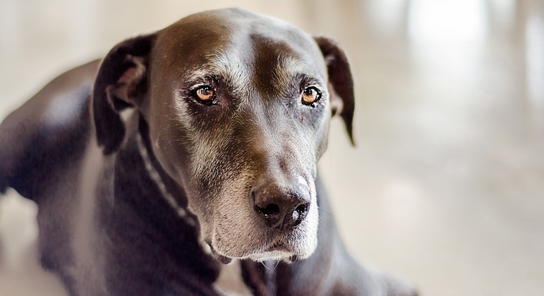 Cães de grande porte envelhecem mais cedo