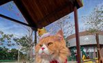 'O gato mais gato do Instagram', é assim que  Ravioli (@ravioliogato) se apresenta. O pet viralizou na internet após sua tutora  resolver guardar fotos e vídeos na plataforma. Com a memória do celular cheia, ela decidiu criar um perfil somente para o gato e pôde compartilhar toda a fofura de Ravioli durante uma viagem de carro ao Uruguai. A solução para o problema de armazenamento de fotos transformou o gatinho em um influencer