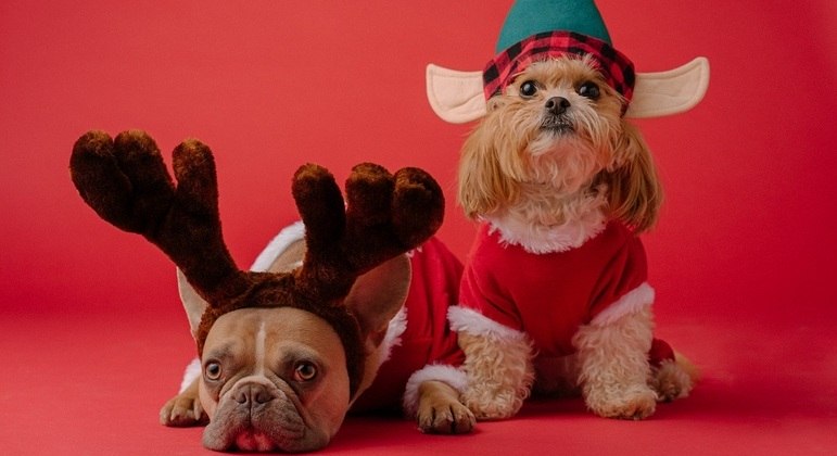 Então é Natal e os pets influenciadores voltam mais estilosos para a época mais aguardada do ano. Veja os looks mais fofos dos pets das redes sociais: