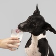 Cães e gatos podem ter intolerância à lactose? Saiba identificar (Freepik)