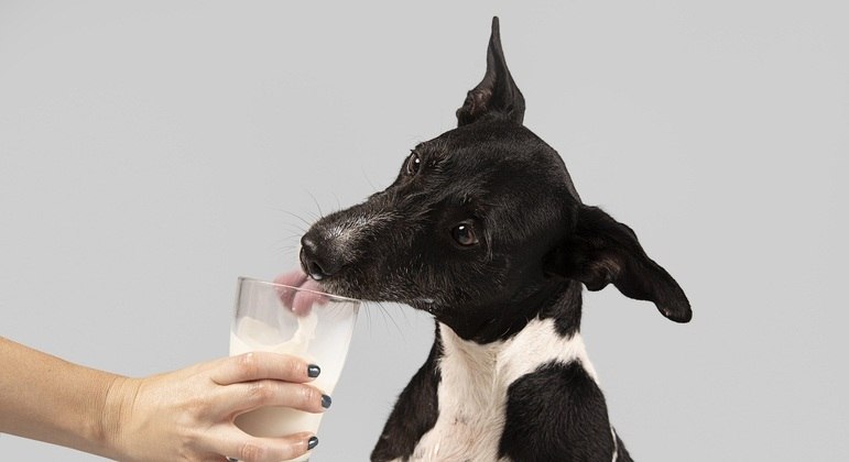 Mercado alimentício oferece muitas opções para pets com intolerância à lactose
