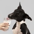Cães e gatos podem ter intolerância à lactose? Saiba identificar (Freepik)
