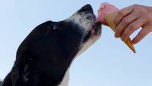 Diabetes também pode afetar cães e gatos; saiba causas e tratamento para a doença