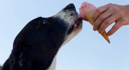 Assim como os humanos, os animais podem ter diabetes