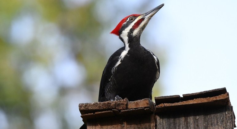 Espécie de pica-pau que inspirou desenho animado é declarada extinta por autoridades dos EUA