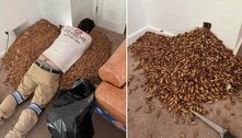 Acumulador! Pica-pau 'muquia' mais de 300 kg de sementes em parede de casa