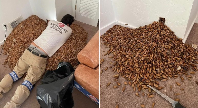 Pica-pau 'muquiou' mais de 300 kg de semente em parede de casa na Califórnia (EUA)