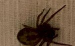 Um dos vídeos da pesquisa mostrou uma aranha gigantesca devorando um gambá, algo considerado inédito nos registros científicos