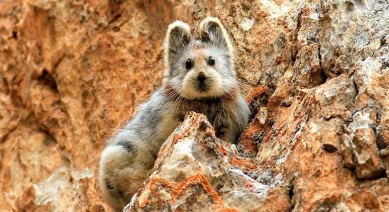Espécie denominada Pika-de-Ili foi vista pela primeira vez em 1983