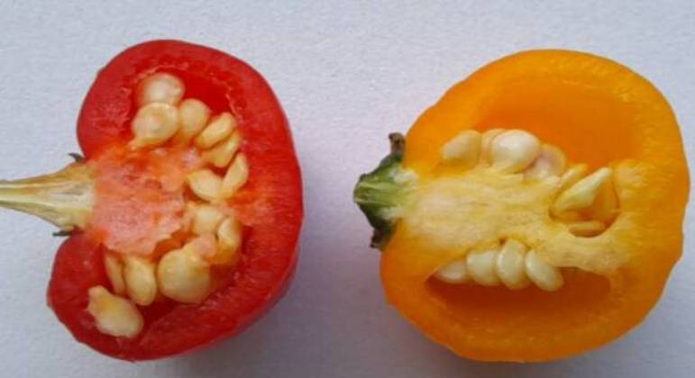 Pimenta bode é considerada mais picante que as pimentas dedo-de-moça e jalapeño