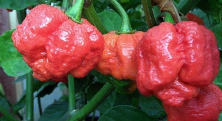 Pimenta mais forte do mundo, qual é? Conheça outros tipos famosos