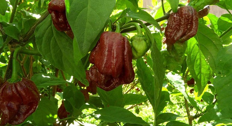 Pimenta mais forte do mundo, qual é? Conheça outros tipos famosos