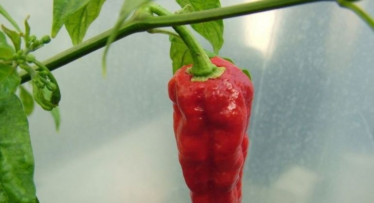 Pimenta mais forte do mundo, qual é? Conheça outros tipos famosos