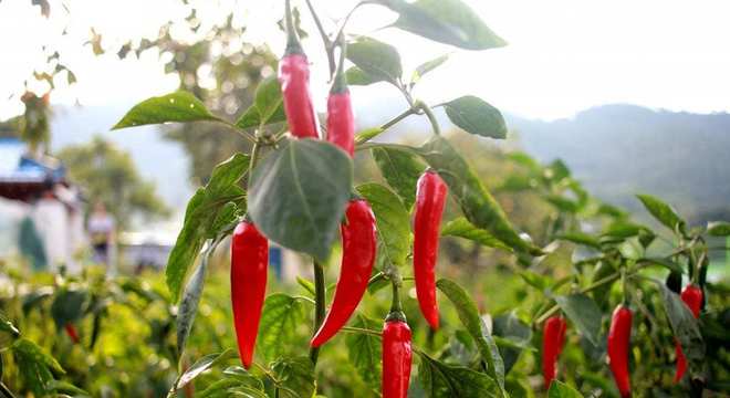 Pimentas - quais as mais ardidas ? Quais os níveis ?