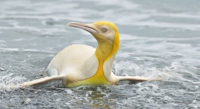 Pinguim amarelo foi visto em ilha do Atlântico Sul