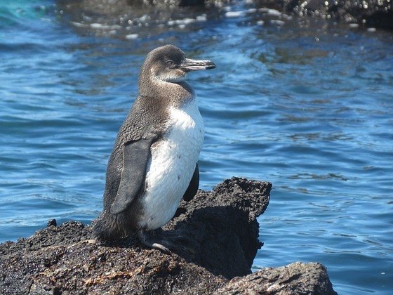 Pinguim das Galápagos 