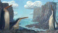 Fóssil revela espécie de pinguim gigante que vivia na Nova Zelândia 