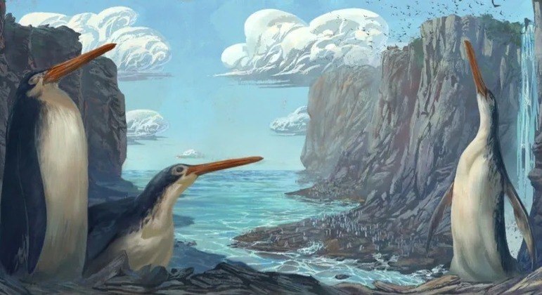 Fósil revela especies de pingüinos gigantes que solían vivir en Nueva Zelanda – Noticias