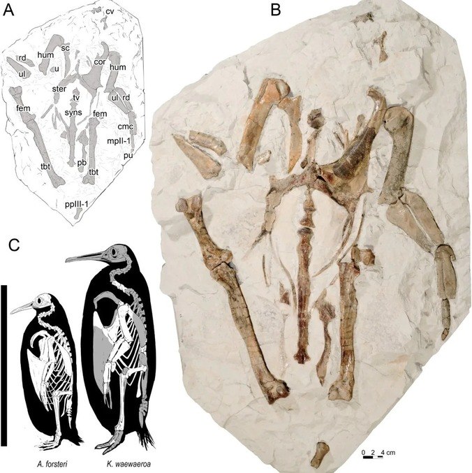 A) Desenho da descoberta; B) Foto do fóssil; C) Comparação entre um Waewaeroa Kairuku e um pinguim imperador  