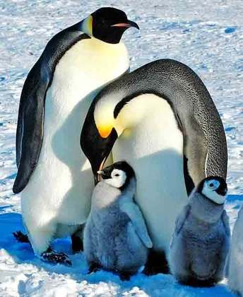 Pinguim Imperador- Nativo da Antártica, é o maior de sua espécie. Um adulto pode medir 1,22 metro  e pesar 37 kg. Tem habilidade para nadar em grandes profundidades,  alcançando até 500 metros em busca de alimento. Sua plumagem é multicor e possui uma faixa laranja em volta do ouvido.
