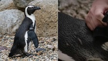 Pinguim ganha sapato especial no zoológico de San Diego