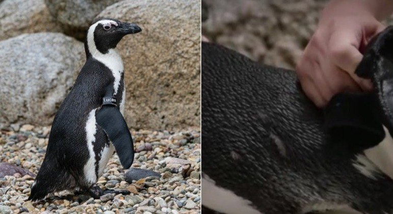 Pinguim Lucas ganha bota ortopédica de funcionários do zoológico de San Diego