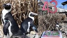 Pinguim-africano de 43 anos ganha recorde de mais velha do mundo, e escolhe parceiro mais jovem