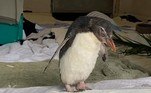 Segundo o tabloide Daily Mail, Pierre, como é chamado, é um pinguim Rockhopper, grupo considerado um dos mais raros do planeta 