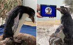 Um pinguim do Zoológico de Perth, na Austrália, virou fã da animação infantil 