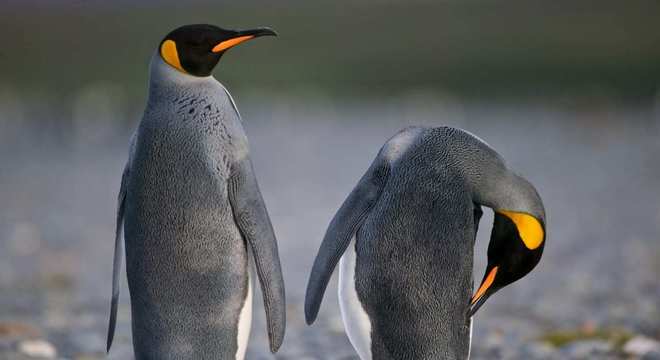 Pinguim - tudo o que você precisa saber sobre esse animal