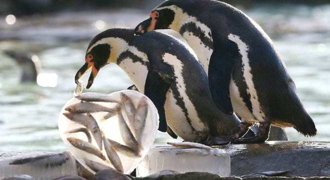 Pinguim - tudo o que você precisa saber sobre esse animal