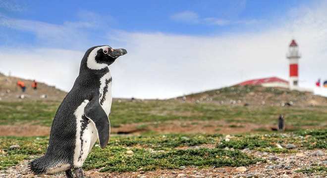 Pinguim - tudo o que você precisa saber sobre esse animal