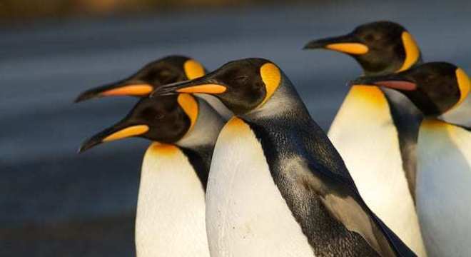 Pinguim - tudo o que você precisa saber sobre esse animal