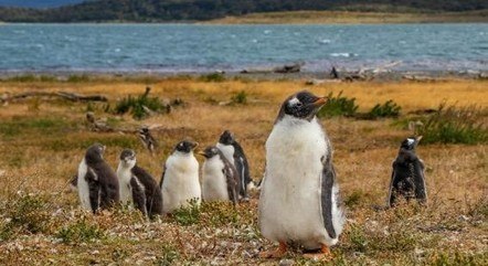 Pinguins-de-magalhães, em Tierra del Fuego (Ushuaia)