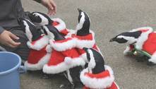Pinguins vestidos de papai noel encantam a web