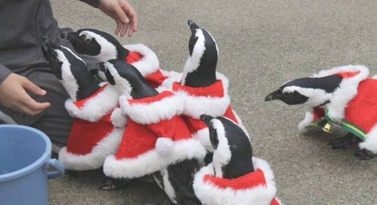 Pinguins desfilam com roupa de Natal em zoológico no Japão