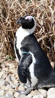 Pinguim quarentona namora parceiro 30 anos mais novo