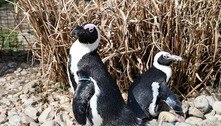 Pinguim ‘quarentona’ namora companheiro 30 anos mais novo em zoológico dos Estados Unidos