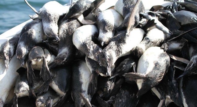 Pinguins encontrados em praias de Florianópolis tinham, provavelmente, menos de um ano