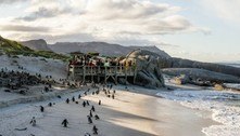 Pinguins surgem mortos em colônia e com diversas picadas de abelha