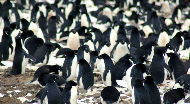 As Ilhas Danger formam um arquipélago compacto na ponta de uma península