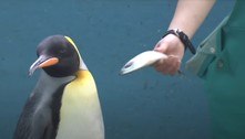Em vídeo hilário, pinguins exigentes se recusam a comer peixes baratos em zoológico