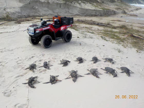 Em um único dia, 41 aves foram encontradas mortas entre a Barra da Lagoa e a Praia do Moçambique. O encalhe diário de pinguins nas praias nesta época do ano é comum e segue até a primavera. O que chamou atenção foi o encalhe em massa, como o de 26 de junho. No dia seguinte, foram localizados mais 14 no mesmo trecho