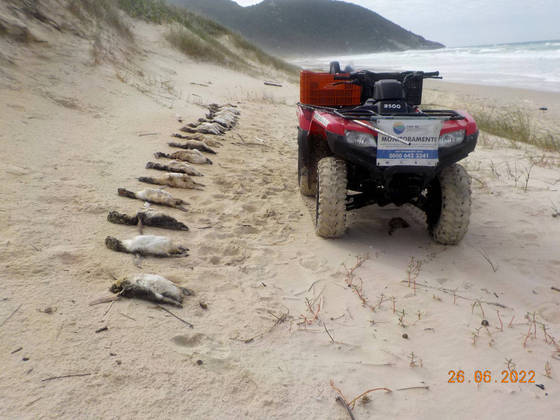 Quase 280 pinguins-de-Magalhães foram encontrados mortos em praias de Santa Catarina. A temporada 2022 completou pouco mais de 40 dias. Desde 29 de maio até 10 de julho, a R3 Animal, ONG que faz parte do Projeto de Monitoramento de Praias da Bacia de Santos, registrou 297 aves desta espécie, sendo que 279 já estavam mortas no momento do resgate