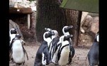 A prática não é inédita entre pinguins: em agosto, o Oceanografic Aquarium , em Valência, na Espanha, registrou um roubo do tipo