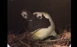 O caso foi registrado no Zoológico DierenPark, na Holanda
