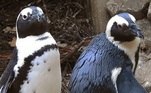 Um casal de pinguins gays de um zoológico quer a todo custo ter filhotes, nem que para isso roube ovos de outras aves. A última ideia deles foi roubar um ninho completo de um casal de pinguins lésbicas