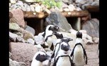 Segundo Sander Drost, zelador do zoológico, a nova empreitada também não deve resultar em sucessoLEIA MAIS: Esse pequeno animal é capaz de vencer até as cobras mais mortais