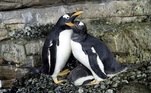O casal lésbico (na imagem) teve sorte de roubar um ovo fertilizado de pinguim e conseguiu ter um filhoteNa Austrália, um pinguim está diminuindo a solidão assistindo episódios de de 