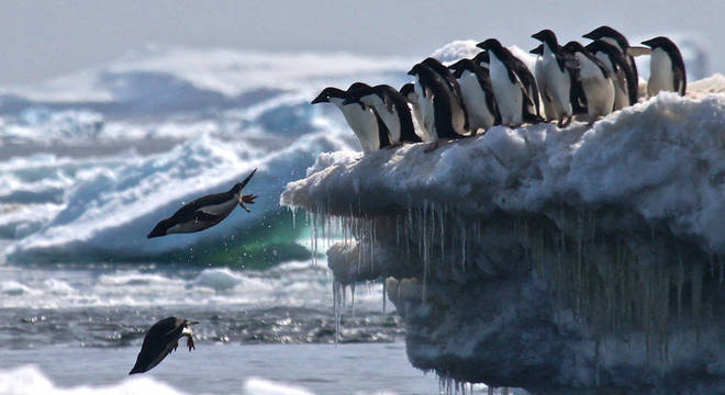 O gelo é importante para esses animais, porque foram um habitat que atrai seu alimento, o krill